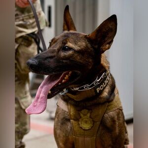 8x10 U.S. Air Force Military Working Dog Rick Photo Print
